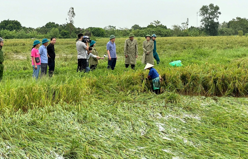 Ph&oacute; Chủ tịch UBND TP H&agrave; Minh Hải kiểm tra việc khắc phục diện t&iacute;ch l&uacute;a bị ảnh hưởng của b&atilde;o tại x&atilde; Nghi&ecirc;m Xuy&ecirc;n, huyện Thường T&iacute;n. Ảnh: L&ecirc; Hải