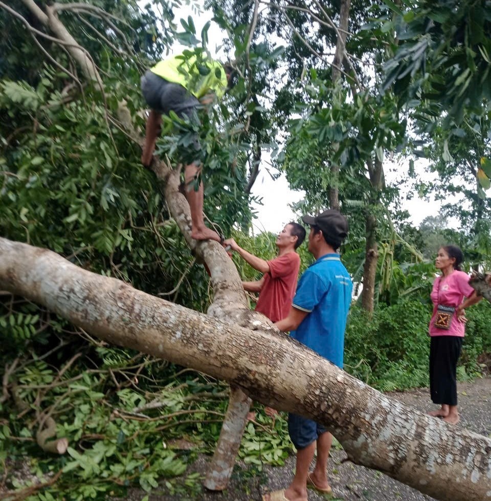 Người d&acirc;n xử l&yacute; c&acirc;y đổ sau b&atilde;o. Ảnh: V.B.