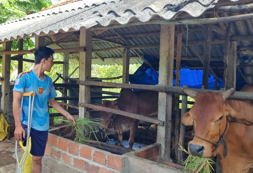 Anh Phương được hỗ trợ b&ograve; giống sinh sản để ph&aacute;t triển kinh tế.