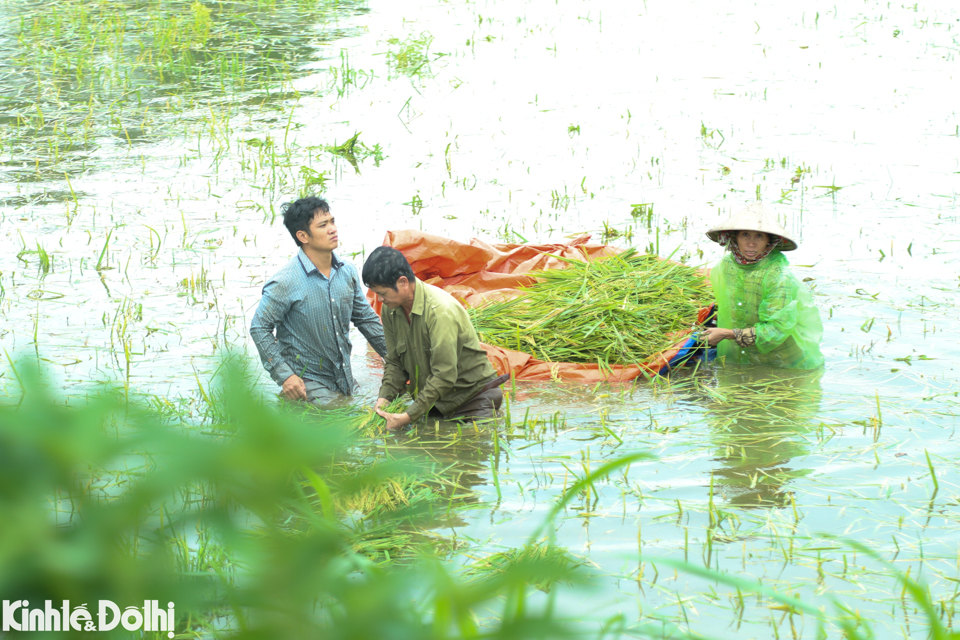 Thu hoạch nhanh để tr&aacute;nh ngập &uacute;ng nhưng người d&acirc;n c&ograve;n đối diện với nỗi lo kh&ocirc;ng thể phơi l&uacute;a khi trời mưa k&eacute;o d&agrave;i.