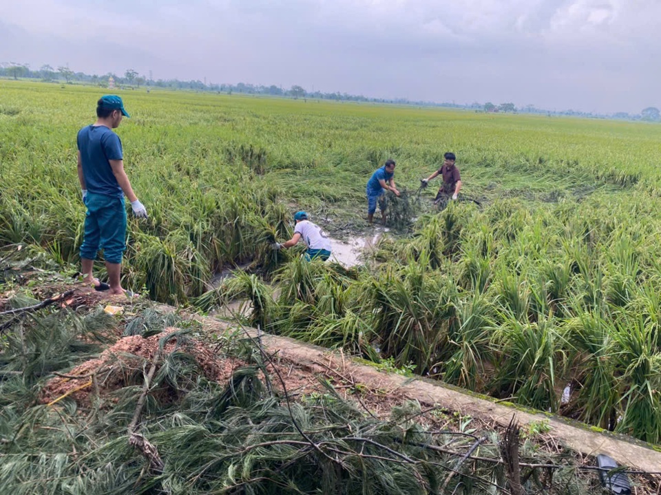 X&atilde; Hương Ngải khắc phục cứu l&uacute;a sau b&atilde;o. Ảnh: N.M.