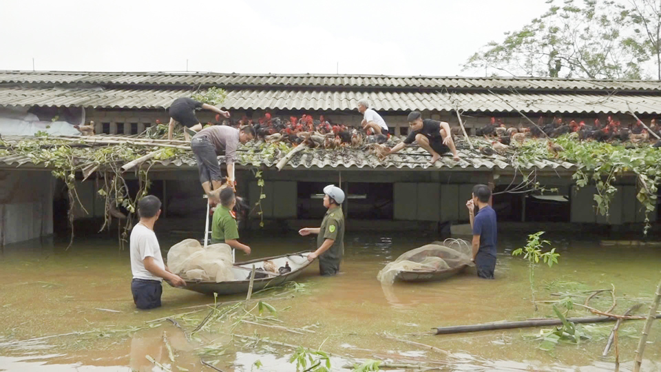 Nhằm ứng ph&oacute; với mưa lũ cũng như di dời t&agrave;i sản của người d&acirc;n, lực lượng chức năng tr&ecirc;n địa b&agrave;n huyện Ba V&igrave; đ&atilde; huy động tối đa để hỗ trợ những gia đ&igrave;nh bị ảnh hưởng nghi&ecirc;m trọng.