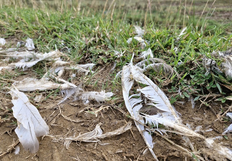 Săn bắt chim dư cư tr&agrave;n lan, tự ph&aacute;t trong m&ugrave;a mưa b&atilde;o n&ecirc;n tại nhiều c&aacute;nh đồng ở x&atilde; Cương Gi&aacute;n l&ocirc;ng chim vung v&atilde;i khắp nơi