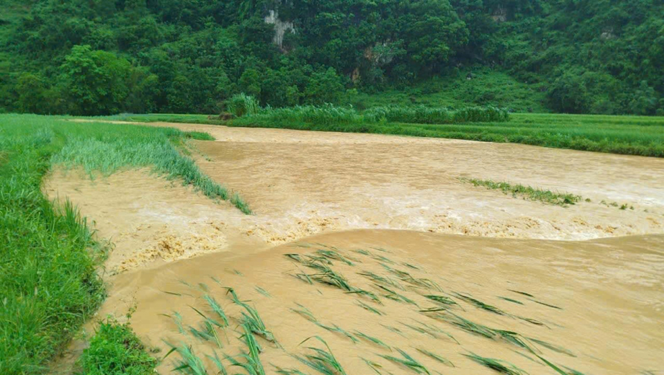 Ng&ocirc;, l&uacute;a, hoa m&agrave;u của người d&acirc;n bị ngập ch&igrave;m trong biển nước.. Ảnh: B&aacute;o Cao Bằng