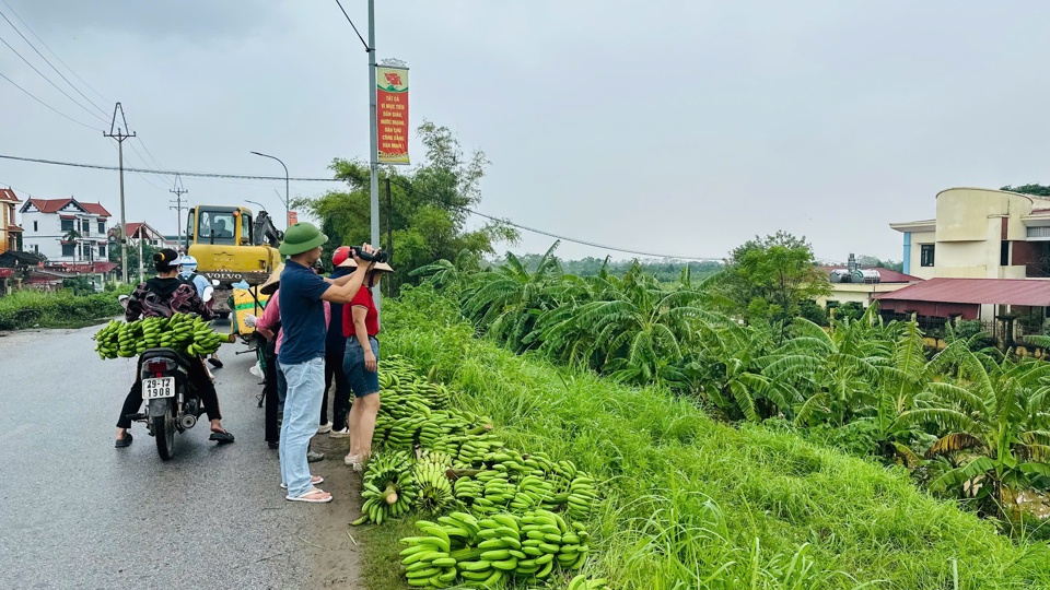 Người d&acirc;n x&atilde; Trung Ch&acirc;u thu hoạch chuối tr&aacute;nh &uacute;ng ngập.