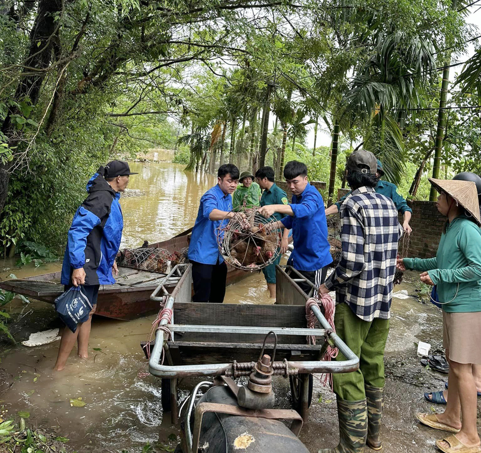 Đo&agrave;n vi&ecirc;n thanh ni&ecirc;n v&agrave; lực lượng chức năng x&atilde; Hồng H&agrave; hỗ trợ người d&acirc;n di chuyển vật nu&ocirc;i đến nơi an to&agrave;n.