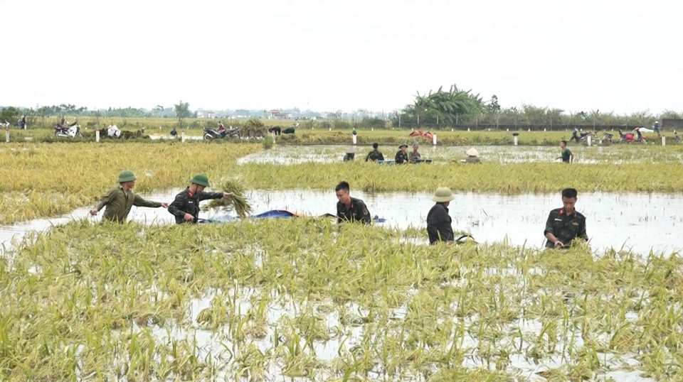 Tại x&atilde; Cổ Đ&ocirc;, nhiều ruộng l&uacute;a ngập s&acirc;u trong nước, người d&acirc;n c&oacute; nguy cơ mất trắng. Nhằm hỗ trợ c&aacute;c gia đ&igrave;nh tr&ecirc;n địa b&agrave;n, 75 c&aacute;n bộ, chiến sỹ đơn vị bộ đội lữ đo&agrave;n c&ocirc;ng binh, đơn vị 97 - bộ đội ph&aacute;o binh c&ugrave;ng c&aacute;n bộ v&agrave; lực lượng d&acirc;n qu&acirc;n tự vệ x&atilde; đ&atilde; c&ugrave;ng b&agrave; con lội nước, dầm mưa gặt l&uacute;a.