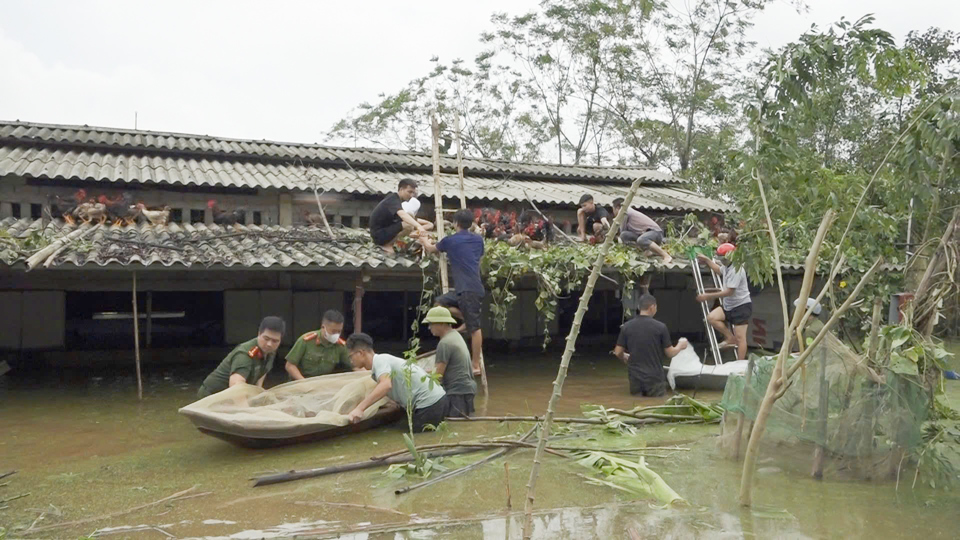 Lực lượng chức năng đ&atilde; di chuyển h&agrave;ng ngh&igrave;n con g&agrave;, con lợn ra khỏi v&ugrave;ng ngập &uacute;ng đến nơi kh&ocirc; r&aacute;o, an to&agrave;n. L&atilde;nh đạo Đảng uỷ - UBND&nbsp; c&aacute;c x&atilde; như Ti&ecirc;n Phong, Thuỵ An, Ph&uacute; Phương, Vạn Thắng,&hellip; trực tiếp 25chỉ đạo lực lượng d&acirc;n qu&acirc;n tự vệ c&ugrave;ng b&agrave; con đắp bờ, hạn chế d&ograve;ng chảy gi&uacute;p người d&acirc;n cứu những c&aacute;nh đồng l&uacute;a, hoa m&agrave;u v&agrave; ao nu&ocirc;i thuỷ sản.