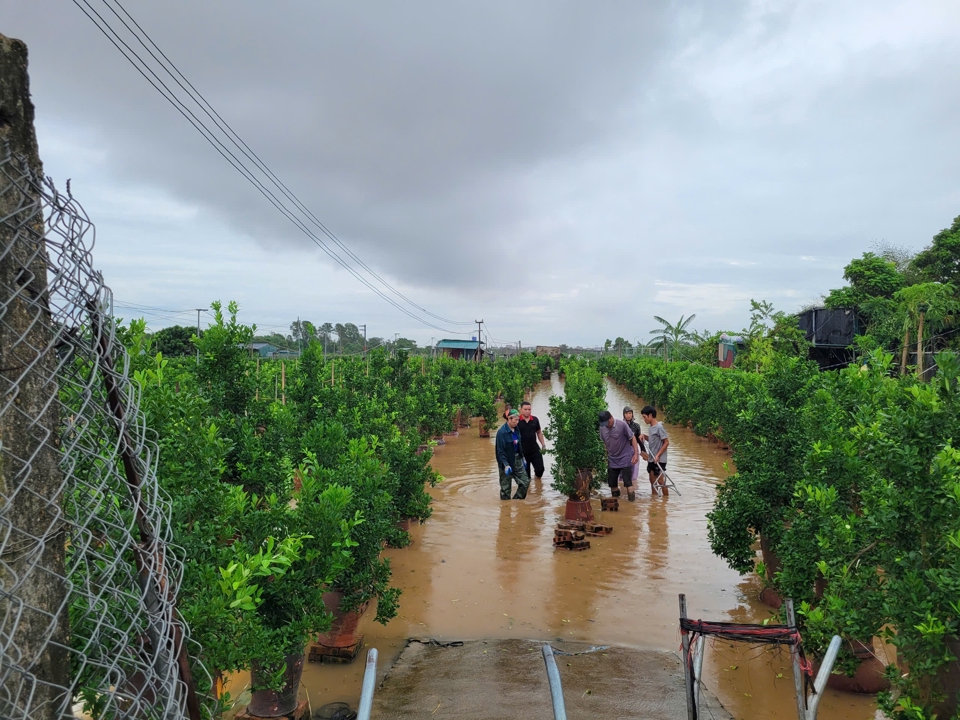 Mặc d&ugrave; nước ngập s&acirc;u, nhiều người d&acirc;n vẫn lội ra những gốc đ&agrave;o ngập để đ&ocirc;n vị tr&iacute; l&ecirc;n cao, tr&aacute;nh ngập nước.