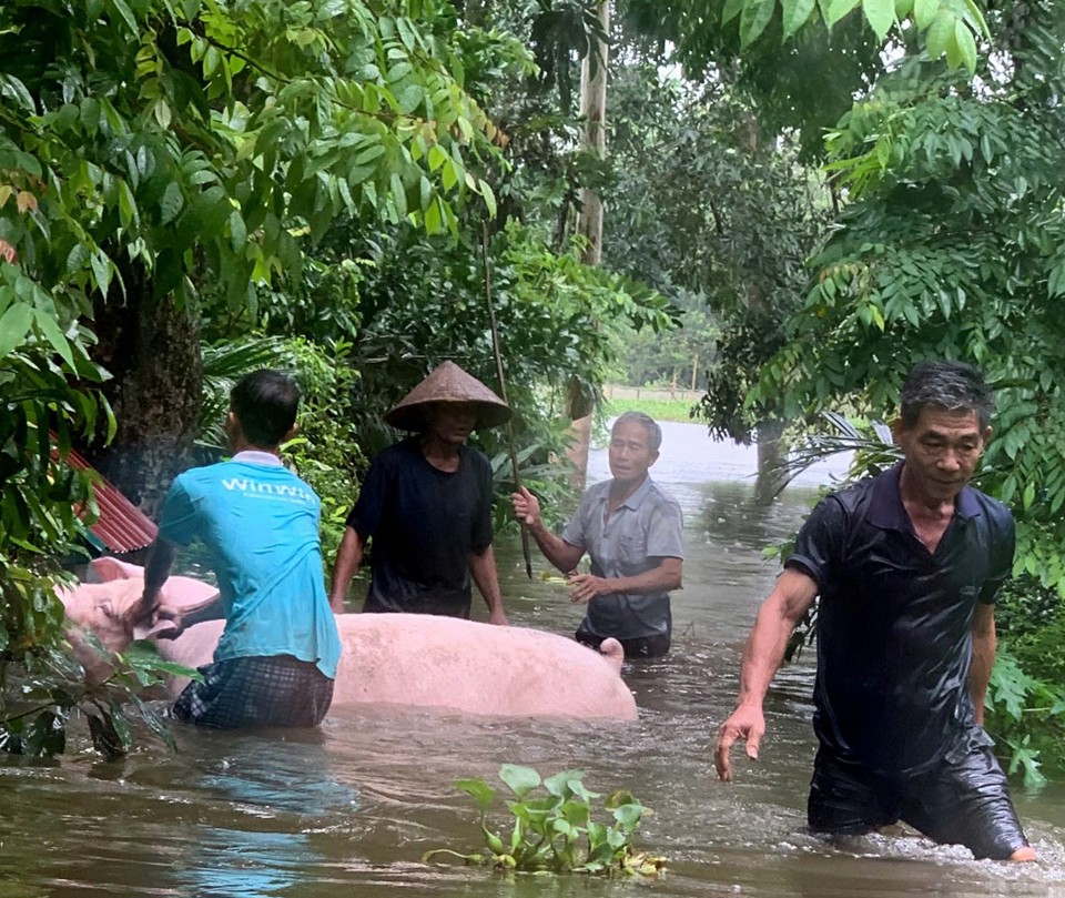 C&aacute;c hộ d&acirc;n khu vực ven s&ocirc;ng Ch&acirc;u thuộc hai x&atilde; Hợp L&yacute; v&agrave; Văn L&yacute; di chuyển t&agrave;i sản khỏi v&ugrave;ng ngập lụt. Ảnh: GN