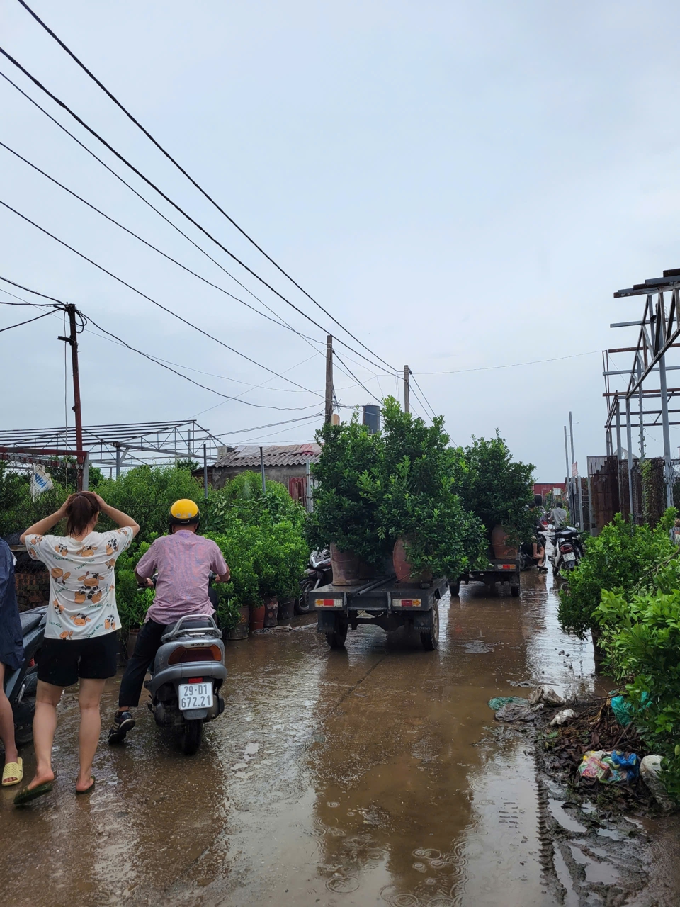 Trước nguy cơ bị ngập s&acirc;u, c&aacute;c chủ vườn tất bật di dời c&aacute;c gốc đ&agrave;o đến c&aacute;c điểm tr&aacute;nh lũ.