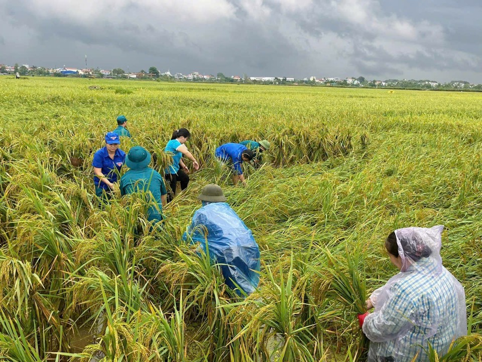 Lực lượng d&acirc;n qu&acirc;n, đo&agrave;n thanh ni&ecirc;n x&atilde; B&igrave;nh Minh gi&uacute;p d&acirc;n buộc l&uacute;a. (Ảnh: &Aacute;nh Ngọc)