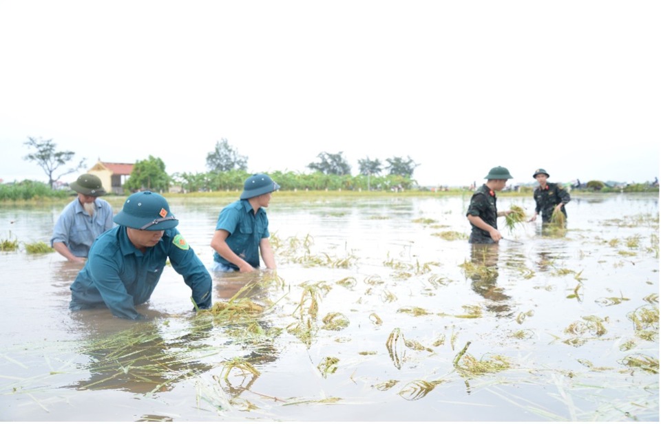 D&acirc;n qu&acirc;n x&atilde; Cổ Đ&ocirc; phối hợp với c&aacute;c đơn vị qu&acirc;n đội gặt l&uacute;a gi&uacute;p người d&acirc;n.