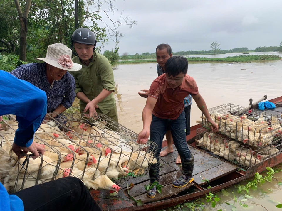 Lực lượng chức năng c&ugrave;ng người d&acirc;n hỗ trợ vận chuyển vật nu&ocirc;i đến nơi an to&agrave;n. Ảnh: V.B.