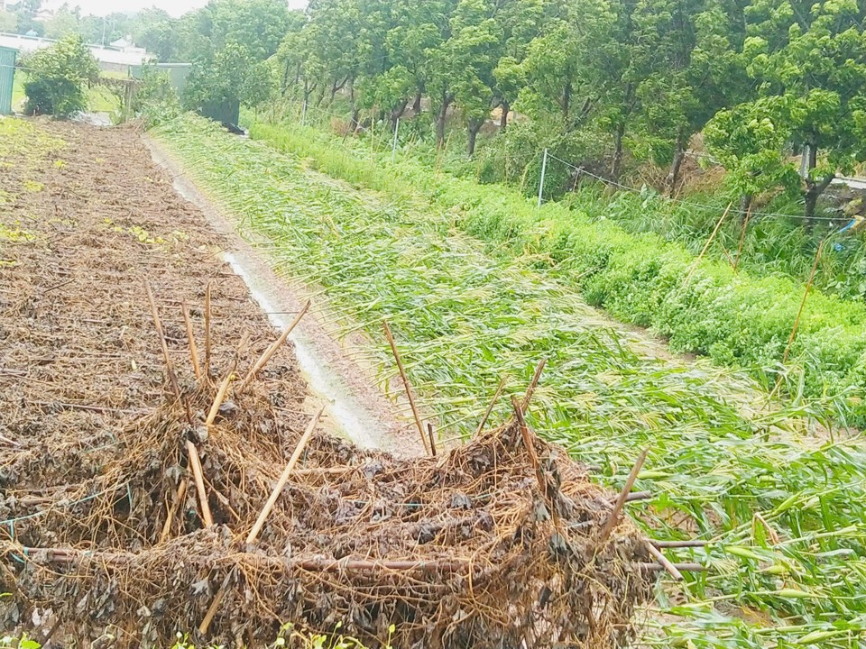 Mưa b&atilde;o đ&atilde; l&agrave;m &uacute;ng ngập, g&atilde;y đổ nhiều diện t&iacute;ch hoa m&agrave;u của c&aacute;c x&atilde; tr&ecirc;n địa b&agrave;n huyện Thanh Tr&igrave;.