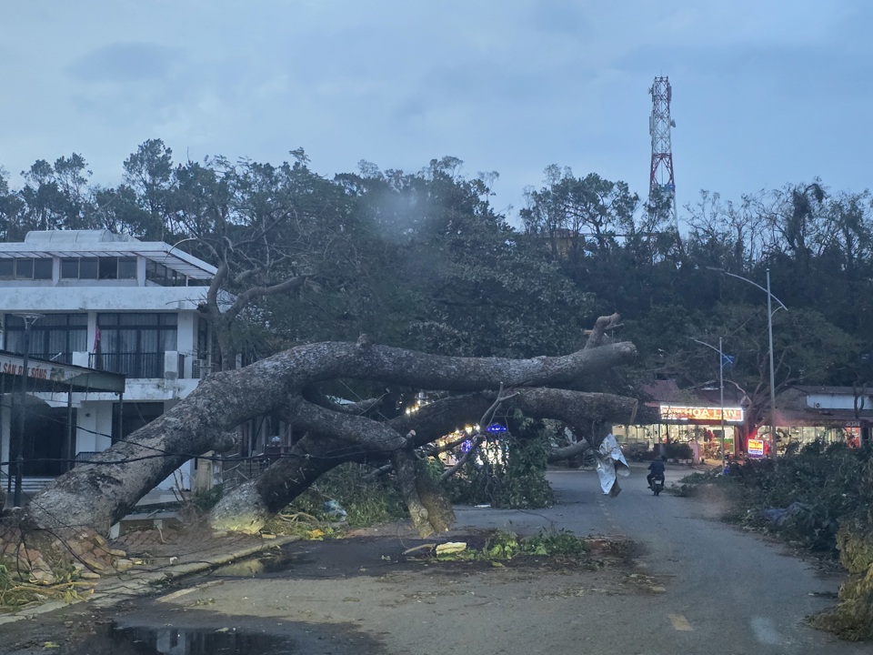 Nhiều c&acirc;y cổ thụ gẫy đổ tại quận Đồ Sơn. Ảnh: Vĩnh Qu&acirc;n