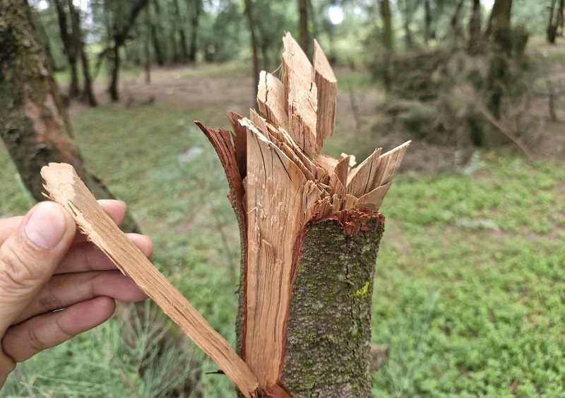 C&acirc;y phi lao ph&ograve;ng hộ bị chặt ph&aacute; để l&agrave;m l&ugrave;m l&aacute;n tr&uacute; ẩn cho người săn bắt chim di cư, hoặc tạo ra h&agrave;ng loạt bụi c&acirc;y rậm giữa lạch s&ocirc;ng đ&atilde; phần n&agrave;o l&agrave;m ảnh hưởng, t&aacute;c động đến chức năng ph&ograve;ng hộ của rừng ven biển