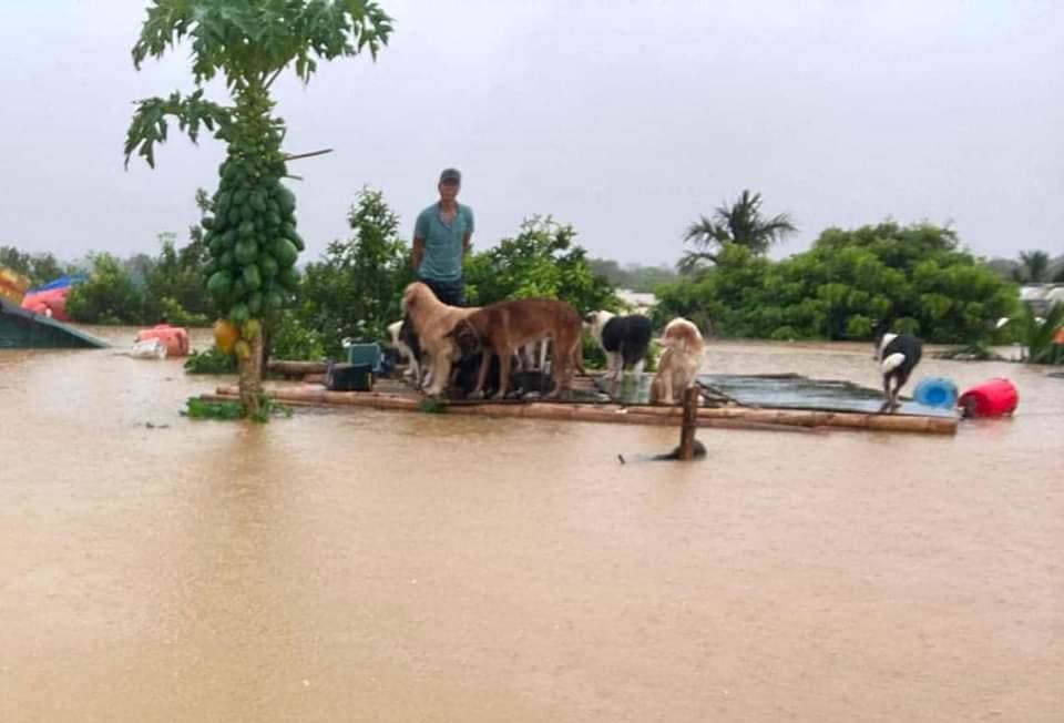 Nước s&ocirc;ng Hồng l&ecirc;n cao khiến v&ugrave;ng ngập lụt c&oacute; khả năng mở rộng.