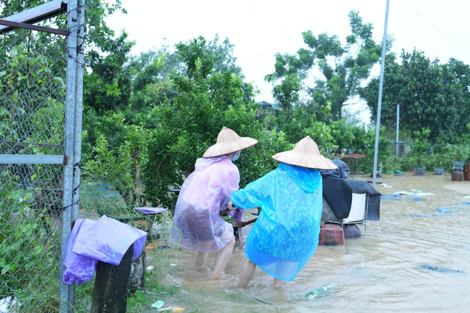 Người d&acirc;n di chuyển những c&acirc;y quất c&oacute; gi&aacute; trị ra khỏi vườn đến những nơi cao r&aacute;o.