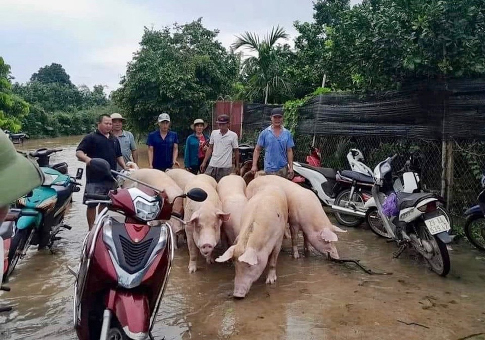 Ch&iacute;nh quyền x&atilde; Sen Phương hỗ trợ người d&acirc;n di chuyển vật nu&ocirc;i đến nơi an to&agrave;n.