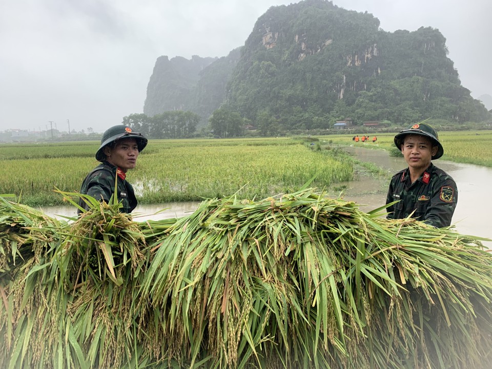 Lực lượng vũ trang huy&ecirc;̣n Mỹ Đức hỗ trợ người d&acirc;n xã An Phú thu hoạch lúa. Ảnh: Văn Bi&ecirc;n