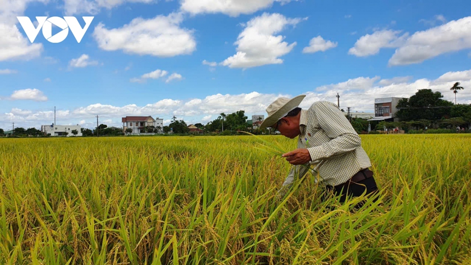 8 th&aacute;ng qua, doanh nghiệp TP Hồ Ch&iacute; Minh xuất gạo tăng trưởng 21,7%