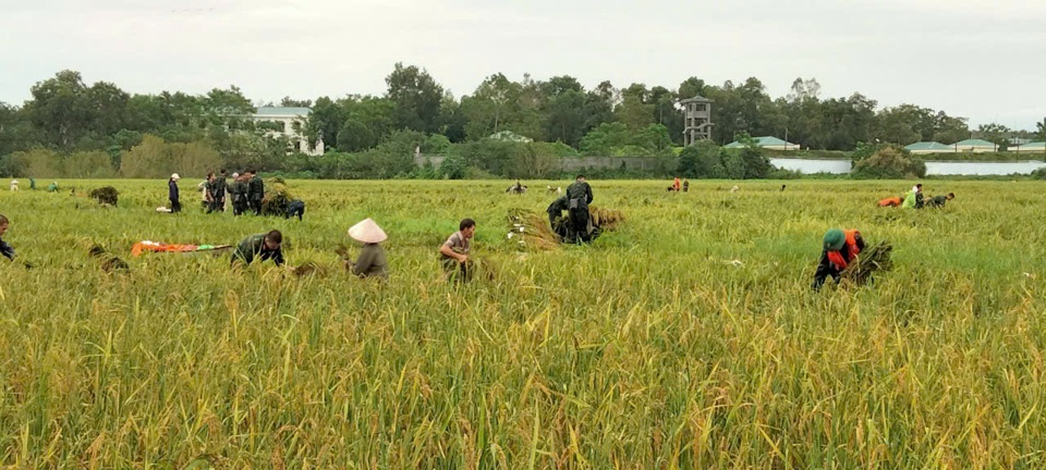 Đơn vị qu&acirc;n đội v&agrave; c&aacute;c ban ng&agrave;nh đo&agrave;n thể tr&ecirc;n địa b&agrave;n x&atilde; B&igrave;nh Y&ecirc;n đ&atilde; huy động nh&acirc;n lực đến gặt l&uacute;a gi&uacute;p Nh&acirc;n d&acirc;n. Ảnh: N.M.