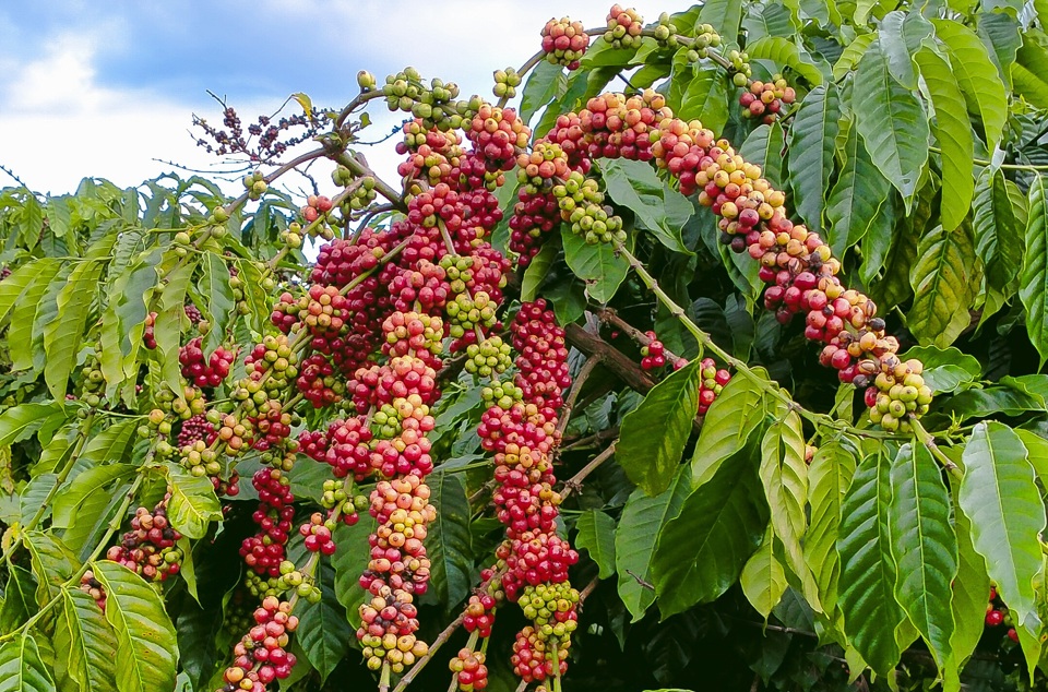 Gi&aacute; c&agrave; ph&ecirc; h&ocirc;m nay 12/9: Robusta tăng mạnh, th&ecirc;m cả trăm USD/tấn