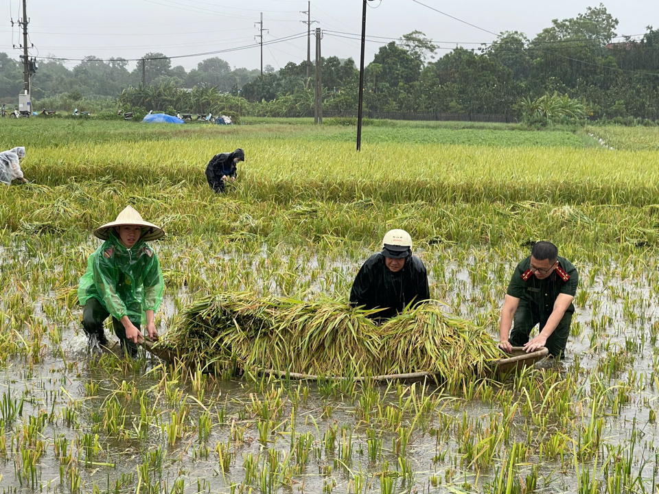 C&aacute;c chiến sĩ c&ocirc;ng an xuống đồng hỗ trợ người d&acirc;n gặt l&uacute;a chạy lụt.