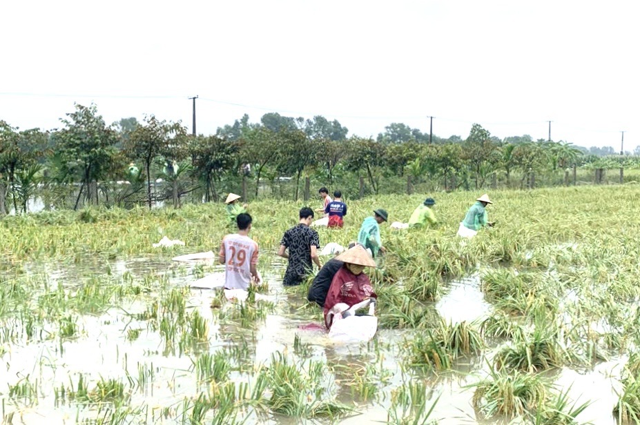 Huy động c&aacute;c lực lượng tham hỗ trợ người d&acirc;n bị thiệt hại hoa m&agrave;u.&nbsp;