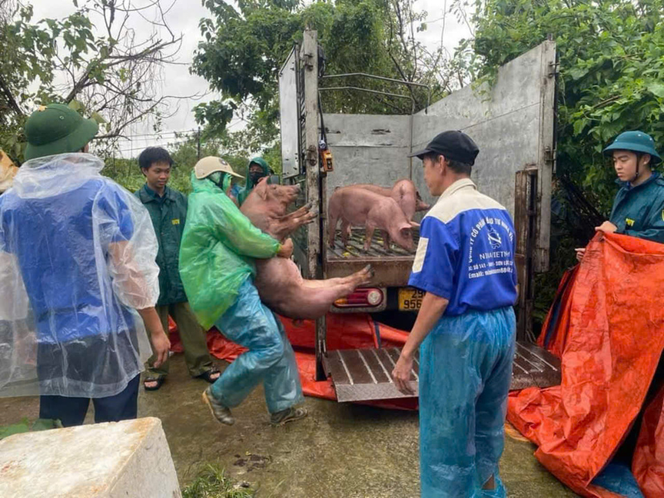 Vận chuyển gia cầm, gia s&uacute;c cho người d&acirc;n ngo&agrave;i b&atilde;i s&ocirc;ng Hồng về nơi an to&agrave;n. Ảnh HM