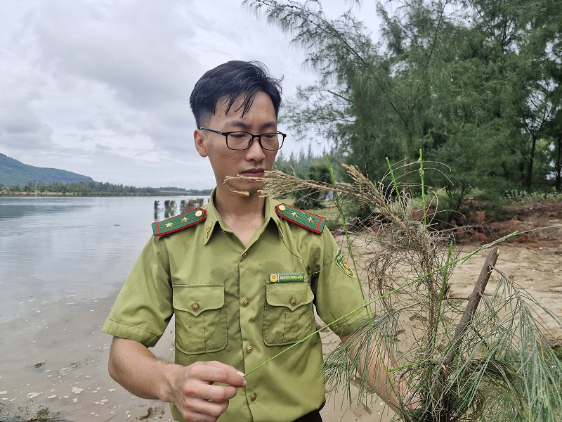 Tr&ecirc;n c&agrave;nh ngọn c&acirc;y phi lao l&agrave; chi ch&iacute;t&nbsp;que keo bẫy chim si&ecirc;u d&iacute;nh&nbsp;