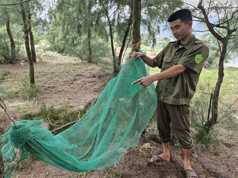 Trong khu rừng ph&ograve;ng hộ ven biển x&atilde; Cương Gi&aacute;n c&oacute; nhiều v&otilde;ng do người d&acirc;n mắc l&ecirc;n để phục vụ bẫy bắt chim di cư