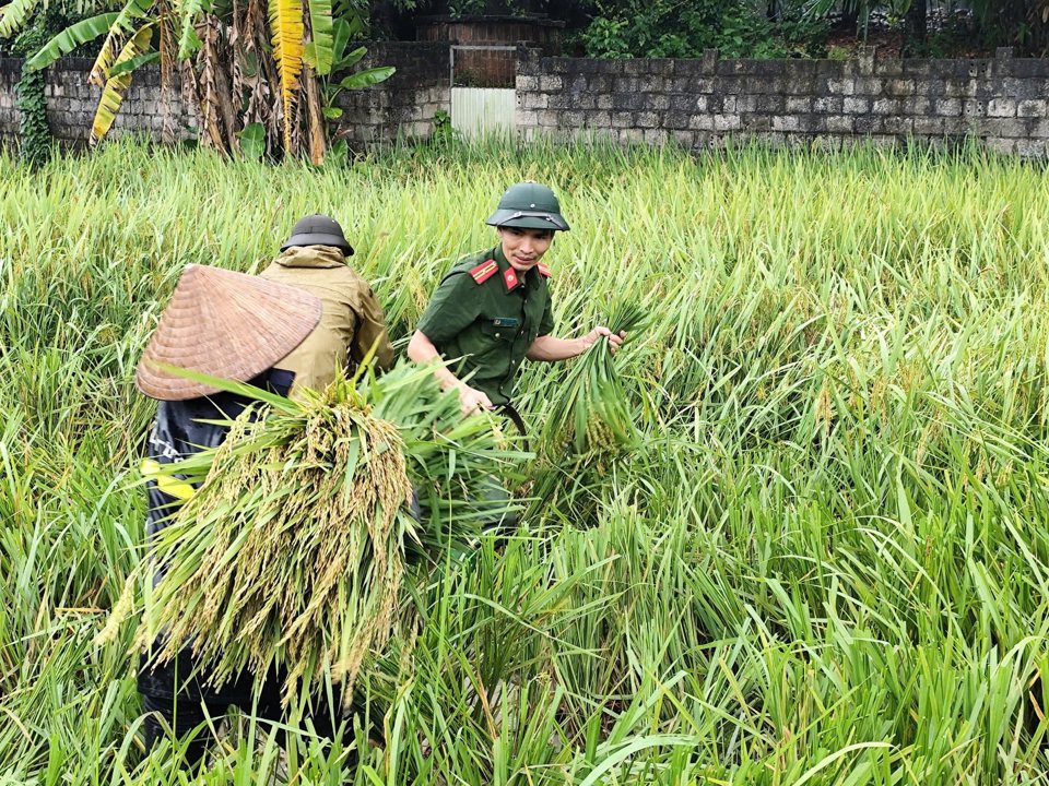 C&ocirc;ng an x&atilde; Đạo Tr&ugrave;, huyện Tam Đảo hỗ trợ người d&acirc;n thu hoạch l&uacute;a "chạy b&atilde;o lũ". Ảnh: C&ocirc;ng an Tam Đảo.&nbsp;