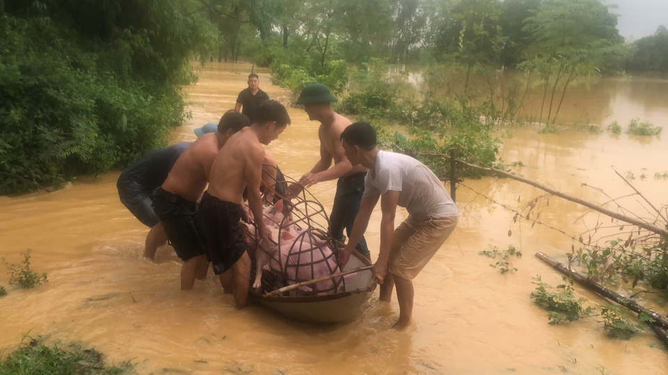 Người d&acirc;n Vĩnh Ph&uacute;c di chuyển bảo vệ đ&agrave;n gia s&uacute;c ra khỏi v&ugrave;ng ngập lụt đến nơi an to&agrave;n. Ảnh: Lương Giang.&nbsp;