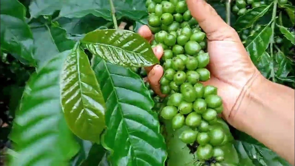 Giá cà phê hôm nay 13/9: Robusta tăng liên tiếp, duy trì trên mốc 5.000 USD/tấn