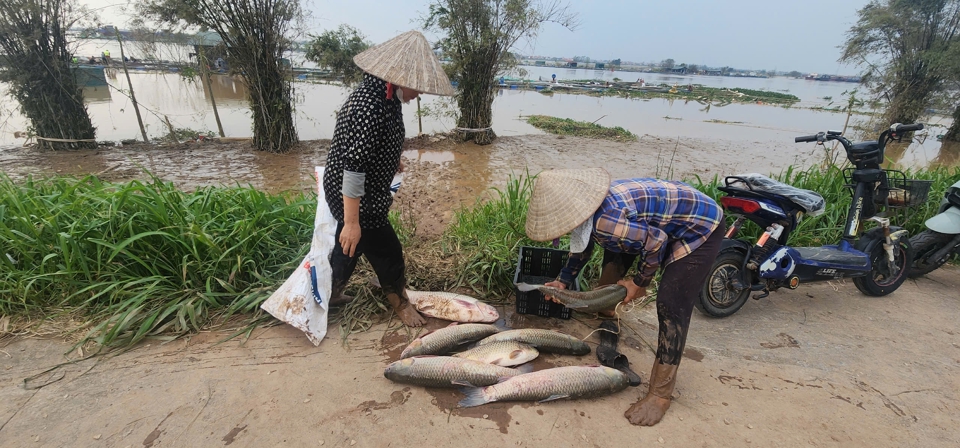 Nếu kh&ocirc;ng b&aacute;n nhanh c&aacute; sẽ chết do nước s&ocirc;ng đục ngầu. Ảnh: Tiến Bảo