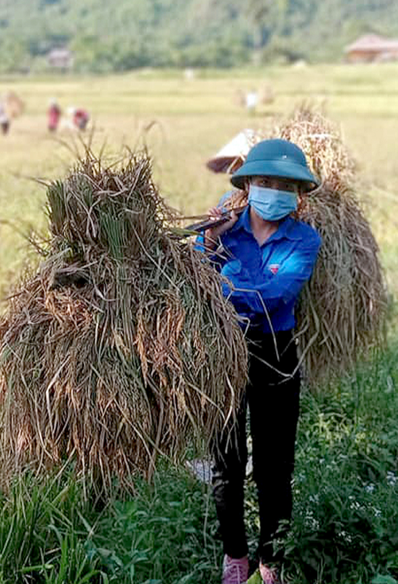 Gi&aacute; l&uacute;a gạo h&ocirc;m nay 13/9: gi&aacute; gạo giảm nhẹ. Ảnh minh họa.