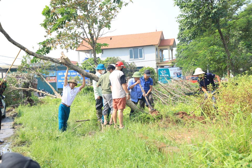 Dựng lại c&acirc;y đổ sau b&atilde;o.