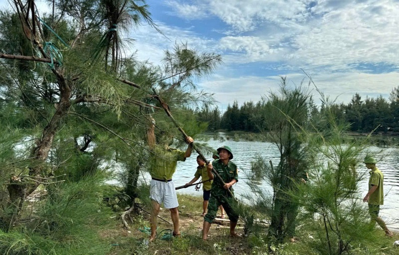 Nhiều l&ugrave;m l&aacute;n săn bắt chim di cư tại khu rừng ph&ograve;ng hộ ven biển x&atilde; Cương Gi&aacute;n, huyện Nghi Xu&acirc;n đ&atilde; bị th&aacute;o dỡ, ph&aacute; bỏ kịp thời