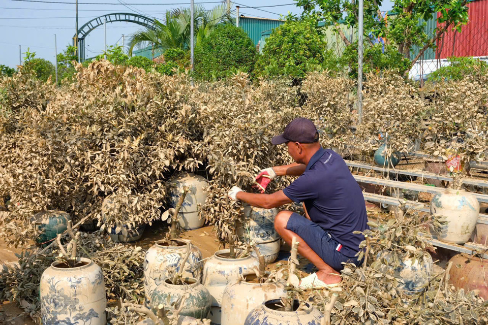 Người n&ocirc;ng d&acirc;n trồng quất tại Tứ Li&ecirc;n cắt tỉa những c&agrave;nh c&acirc;y đ&atilde; chết để thu gom v&agrave; chuẩn bị cho việc đốt bỏ. Ảnh: Cẩm T&uacute;&nbsp;