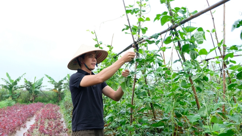 N&ocirc;ng d&acirc;n x&atilde; Li&ecirc;n Hiệp (huyện Ph&uacute;c Thọ) chăm s&oacute;c rau m&agrave;u.