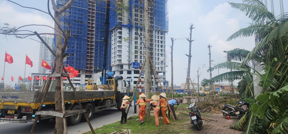 Nh&acirc;n vi&ecirc;n C&ocirc;ng ty CP C&ocirc;ng vi&ecirc;n c&acirc;y xanh Hải Ph&ograve;ng đang t&iacute;ch cực trồng dựng lại c&acirc;y. Ảnh: Tiến Bảo