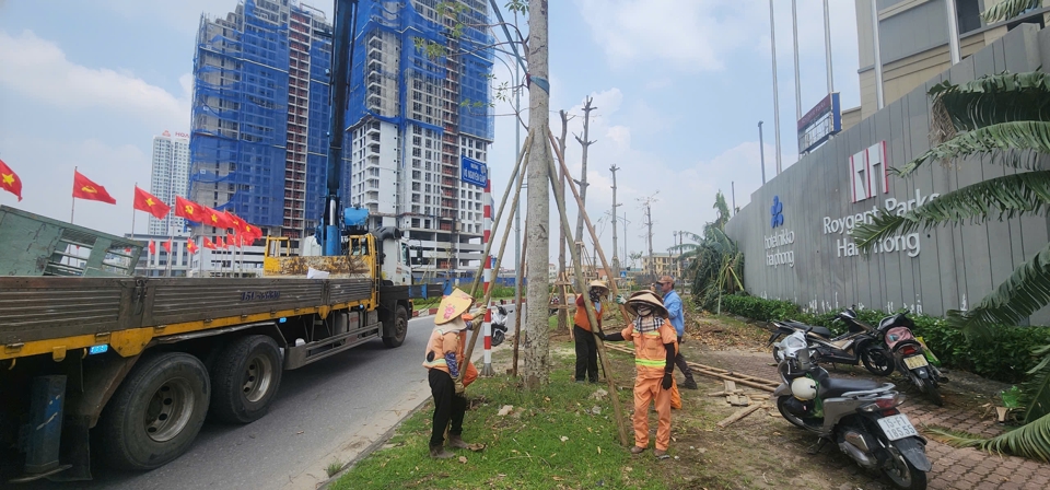 Hệ thống c&acirc;y xanh tr&ecirc;n to&agrave;n TP đang dần hồi sinh. Ảnh: Tiến Bảo