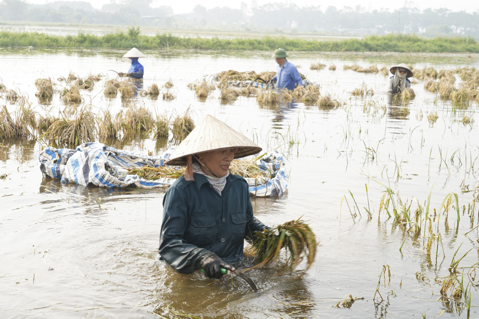 B&agrave; Lan thu hoạch những b&ocirc;ng l&uacute;a c&ograve;n s&oacute;t lại sau b&atilde;o lũ số 3