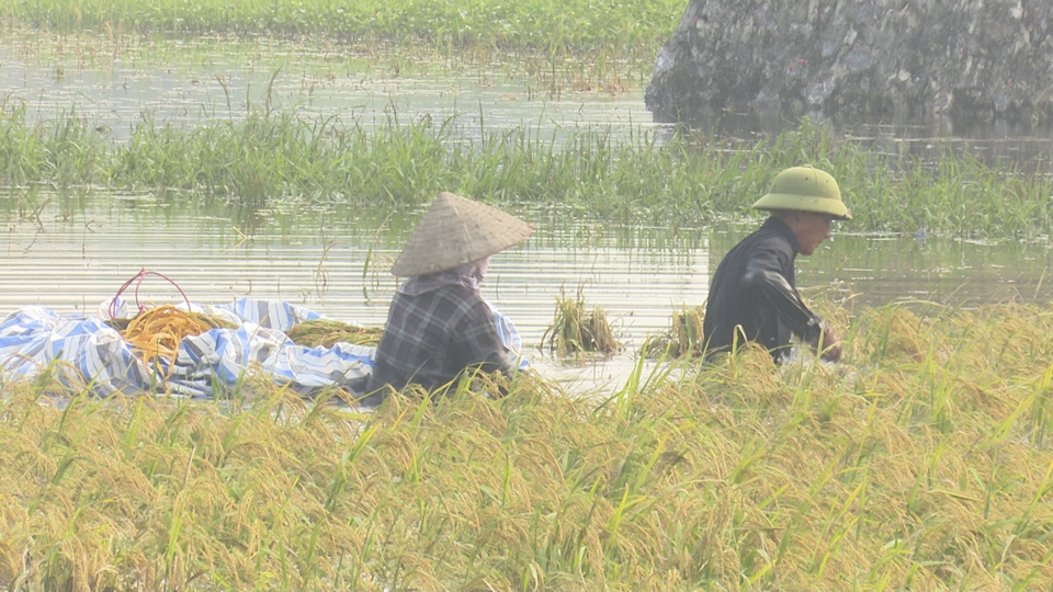 Nhiều thửa ruộng c&ograve;n ngập s&acirc;u đang g&acirc;y thiệt hại nặng nề cho sản xuất n&ocirc;ng nghiệp ở huyện Thường T&iacute;n