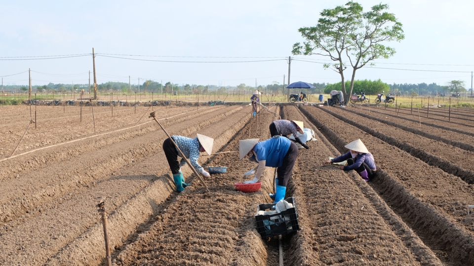 B&agrave; con n&ocirc;ng d&acirc;n x&atilde; Tr&aacute;ng Việt t&iacute;ch cực v&agrave;o vụ gieo trồng rau m&agrave;u mới.