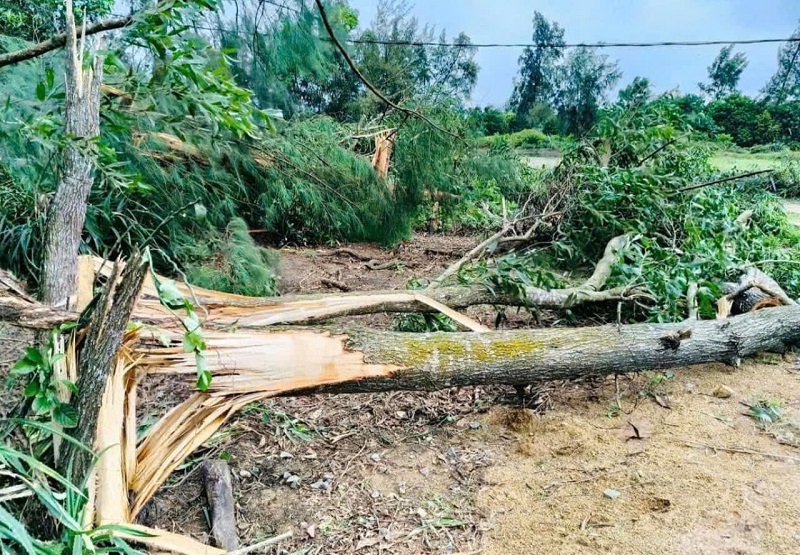 H&agrave;ng loạt c&acirc;y cối đường k&iacute;nh h&agrave;ng chục cm đ&atilde; bị lốc xo&aacute;y g&acirc;y g&atilde;y đổ ngổn ngang