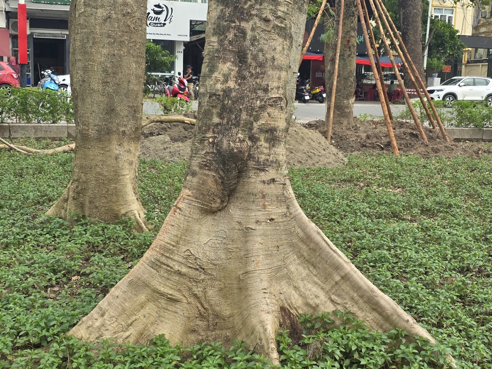 Những c&acirc;y xanh n&agrave;y c&oacute; tuổi đời kh&aacute; l&acirc;u. Ảnh: Vĩnh Qu&acirc;n