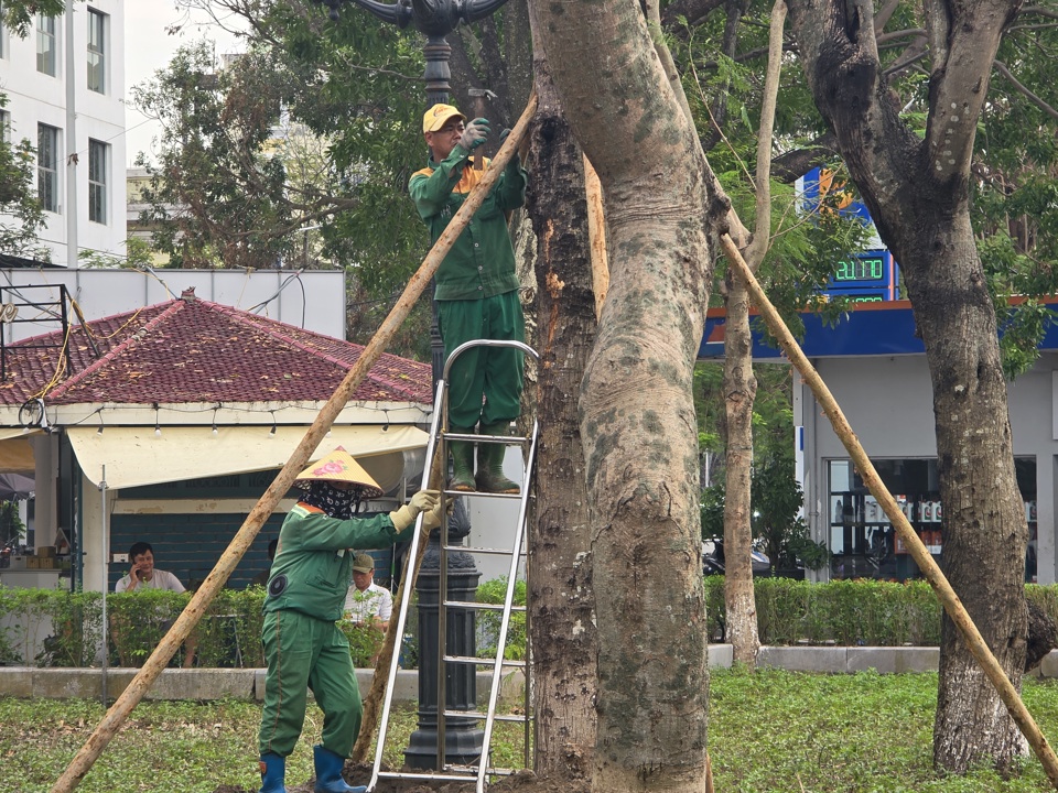 Hệ thống c&acirc;y xanh tại dải trung t&acirc;m đang được nh&acirc;n vi&ecirc;n m&ocirc;i trường đ&ocirc; thị gia cố. Ảnh: Vĩnh Qu&acirc;n